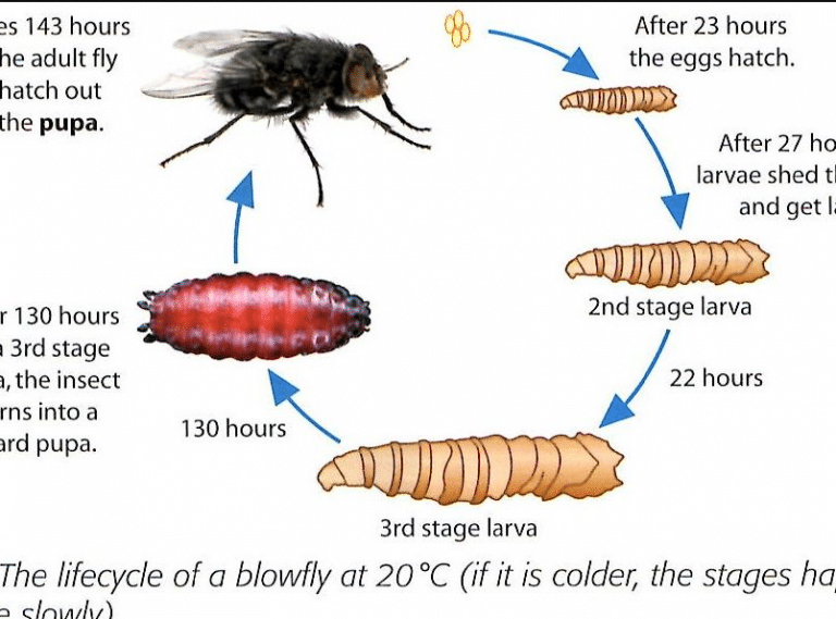 Forensic Entomologist: Job Description, Duties and Requirements